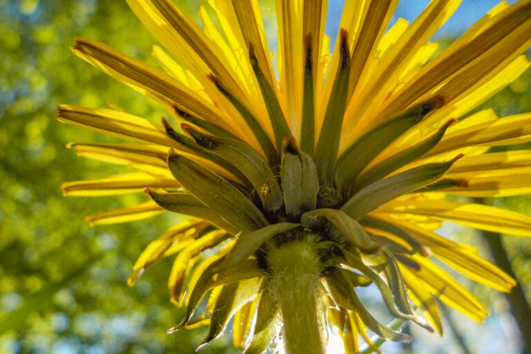 Close-up van onder een gele paardenbloem met groen en blauwe lucht op de achtergrond.