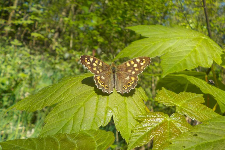 Bruine vlinder met stippen zit op bladeren in een groene, bosachtige omgeving.