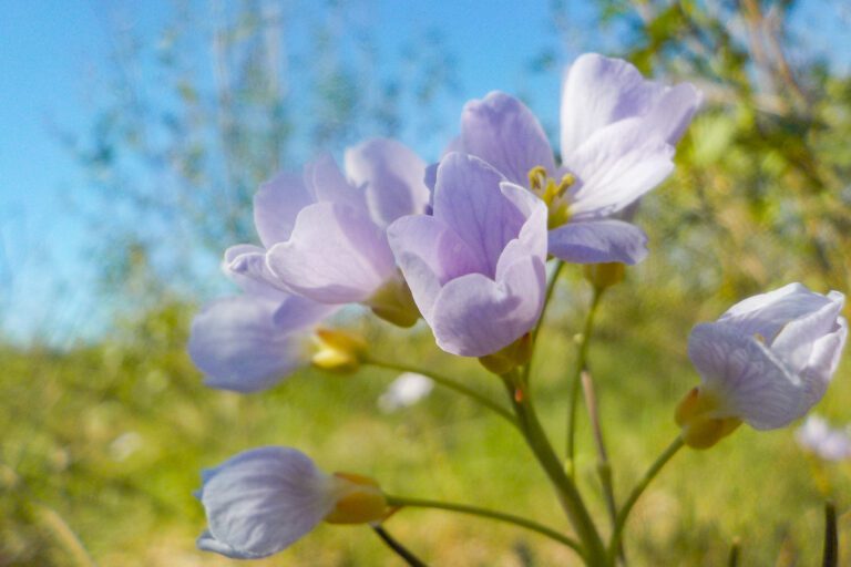 Lichtpaarse bloemen in close-up tegen een heldere, blauwe lucht.