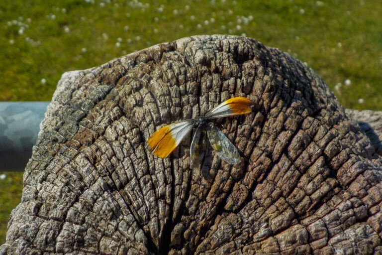 Oranje-witte vlinder op verweerde boomstronk in helder daglicht, groen gras op de achtergrond.