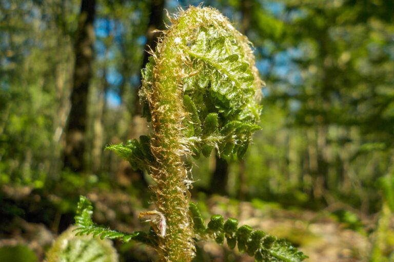 Close-up van een ungeopende varenspruit in een zonnig bos.
