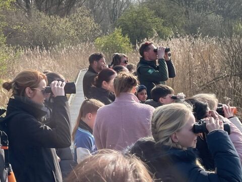 Mensen met verrekijkers observeren de natuur op een houten pad in een rietlandschap.