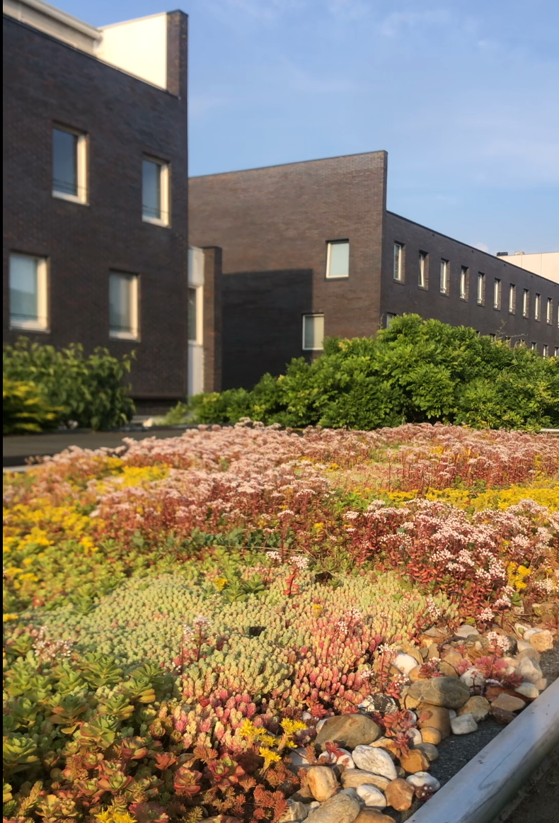 Groendak met kleurrijke sedumplanten, omgeven door moderne, bakstenen gebouwen onder een blauwe lucht.