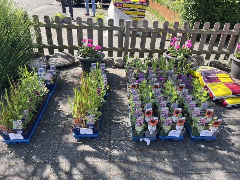 Planten in blauwe trays staan buiten bij een tuinhek, met zakken potgrond op de achtergrond.