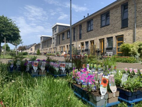 Bloeiende planten in trays voor een rij moderne huizen op een zonnige dag.
