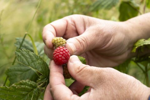 Twee handen plukken een rijpe rode framboos, omringd door groen blad.