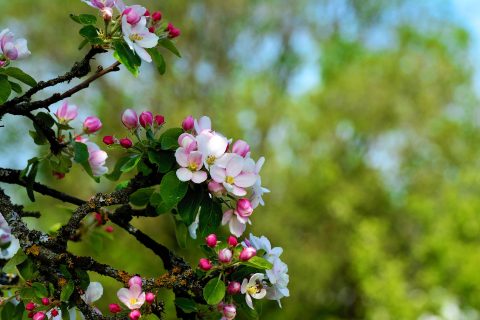 Appelbloesem
