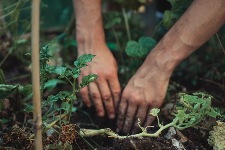 Handen planten zaailingen in een tuinbed, omringd door groene bladeren en aarde.