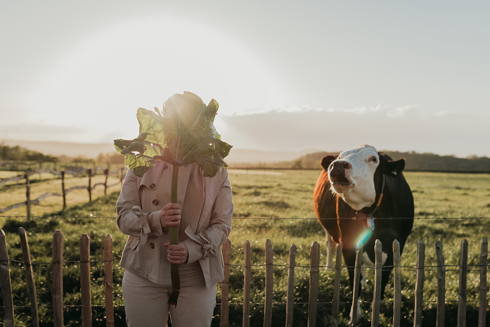 Persoon met blad voor gezicht naast een koe in de wei