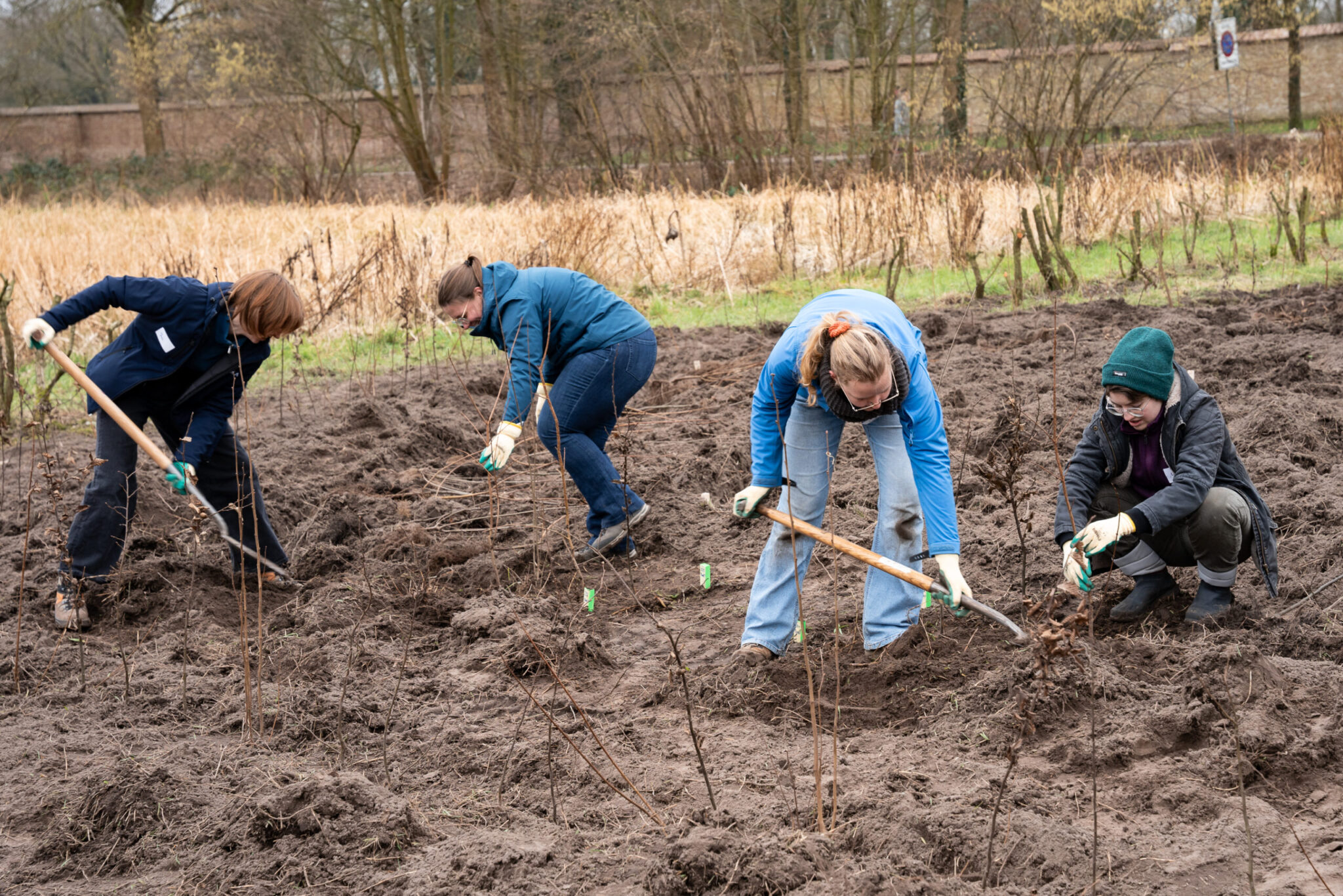 Vier mensen planten bomen in een zanderig veld met schoppen en handschoenen.