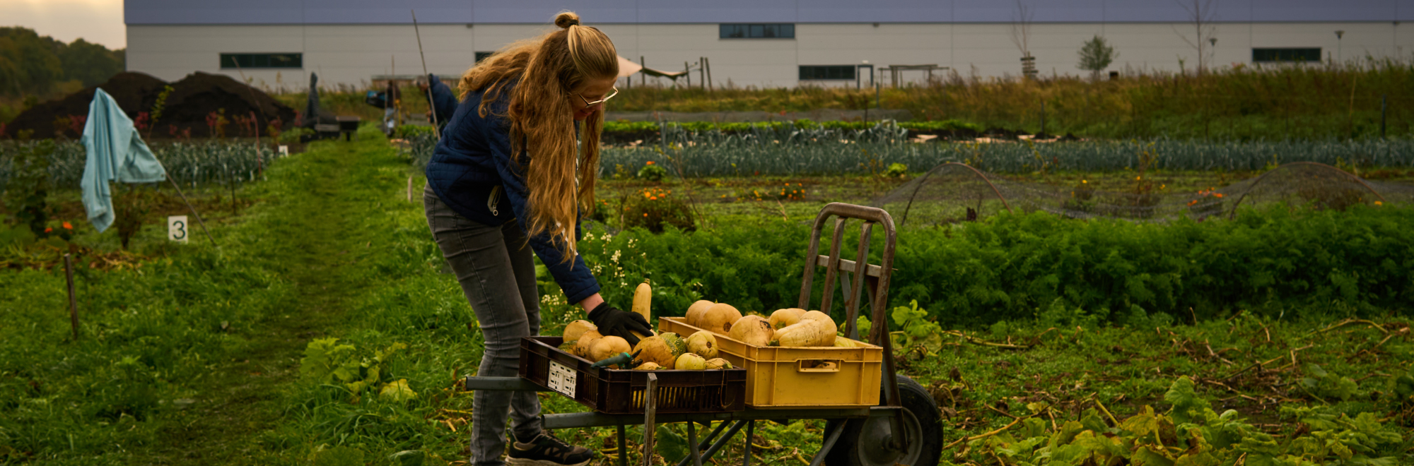 deelnemer aan MDT Buitenkans staat in een veld met een kruiwagen vol pompoenen voor de voedselbank