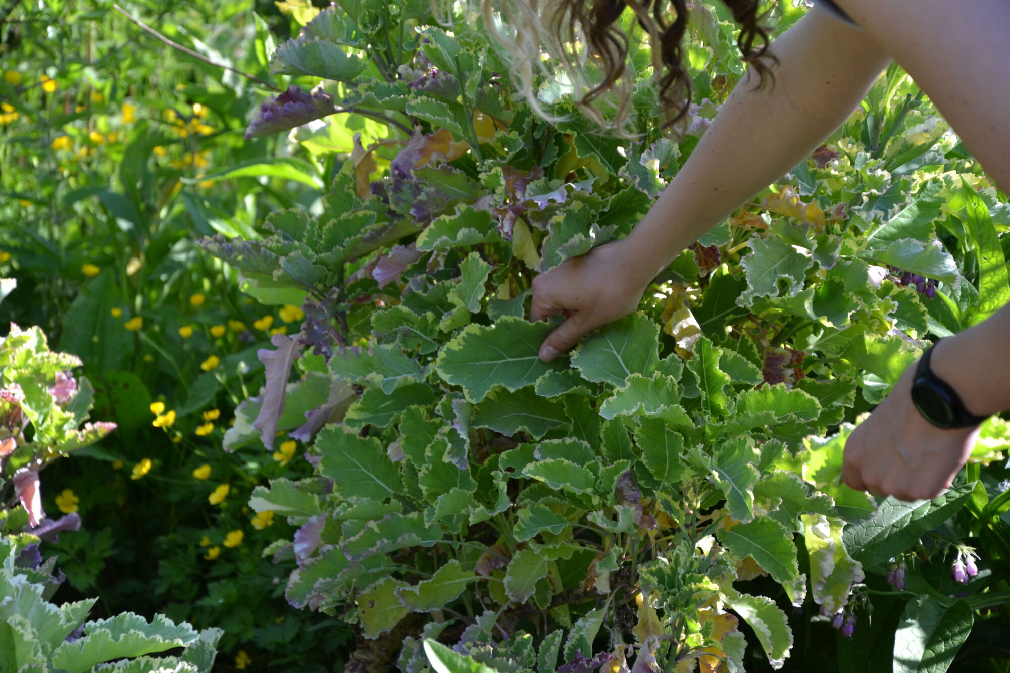 Geld voor kleine natuurprojecten