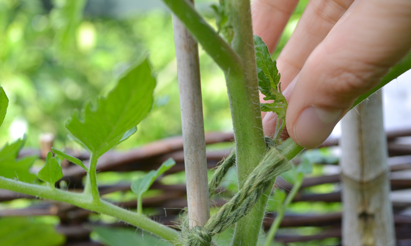 Tomaten dieven