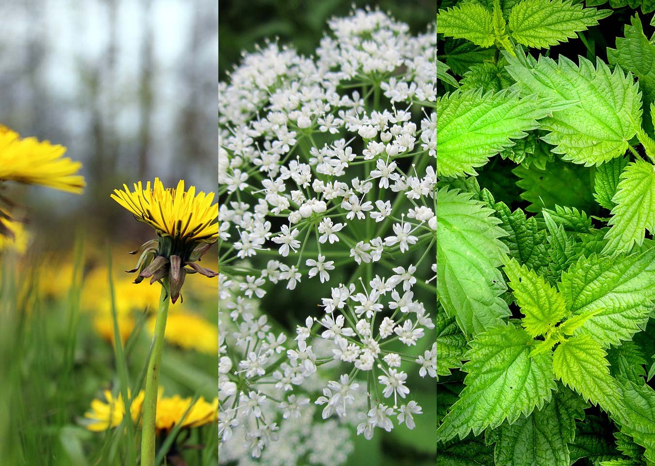 Onkruid, onkruid, onkruid….