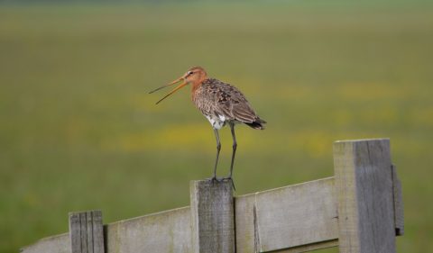 Met Keimpe de Krokodil op zoek naar weidevogels