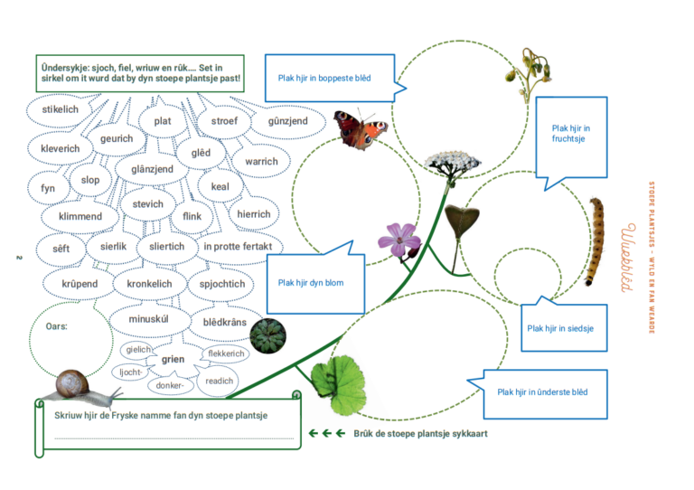 Stoepplantjes poster met plek voor bladeren, bloem en vrucht; beschrijving en Friese naam invullen.