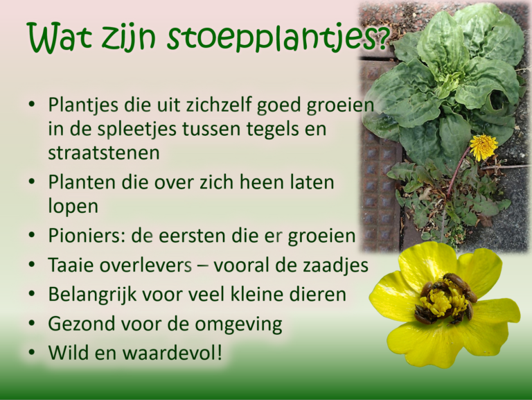 Afbeelding met tekst over stoepplantjes en foto's van planten tussen straatstenen.