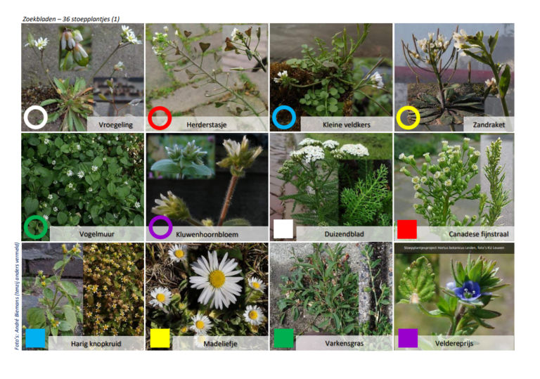 Collage van 12 soorten stoepplantjes, inclusief Vroegeling, Herderstasje, en Madeliefje.