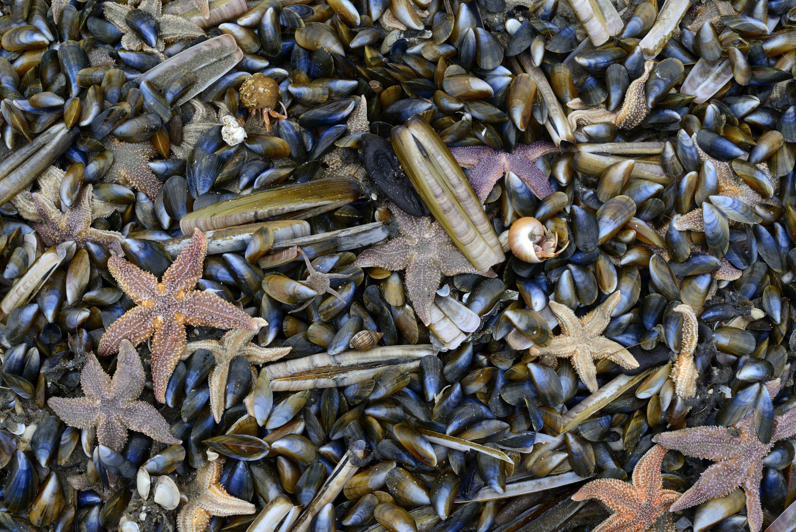 Zeeleven detail met zeesterren, schelpen en mosselen op een strand.