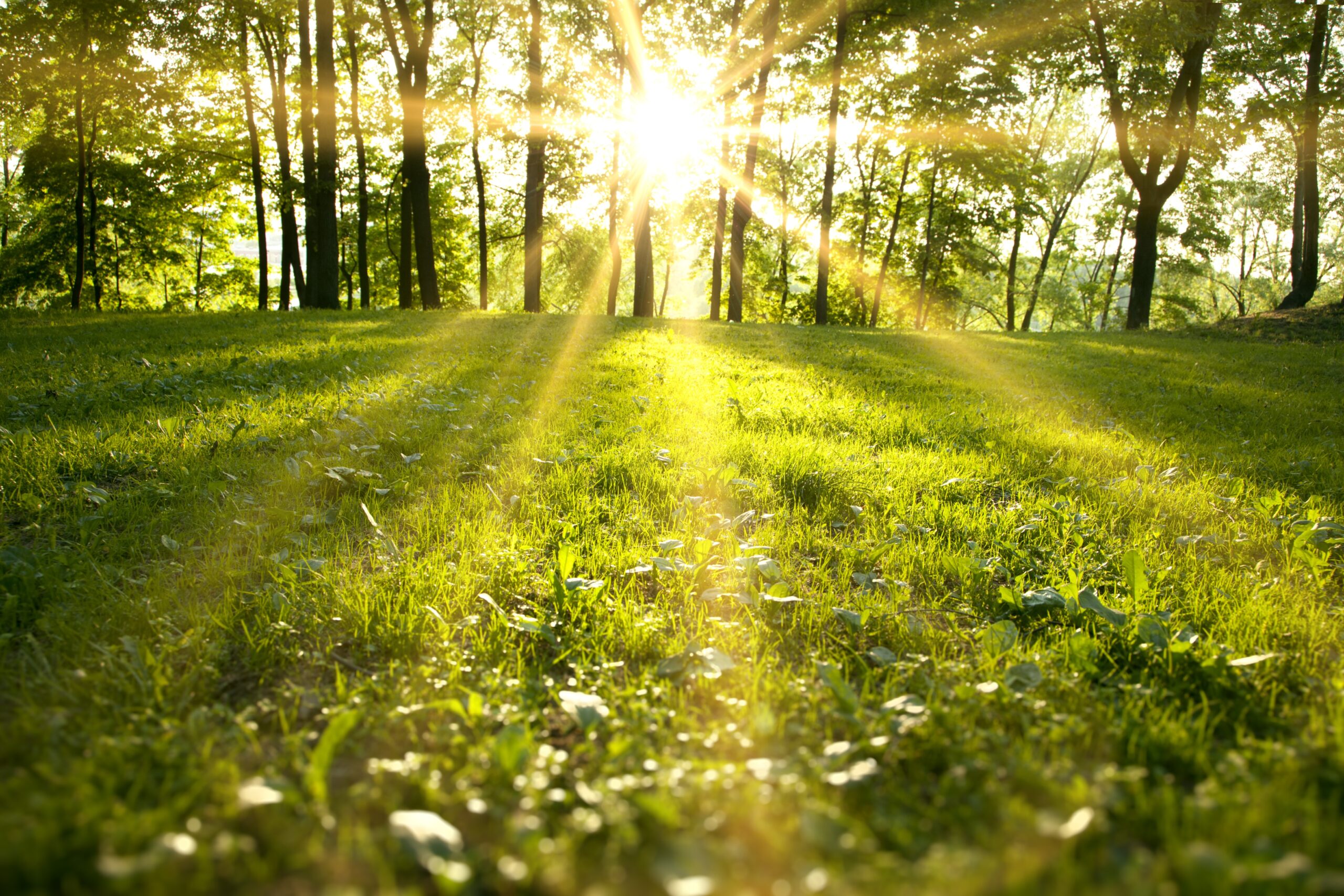 Zonnestralen schijnen door bomen op een groen grasveld, omgeven door een bos.