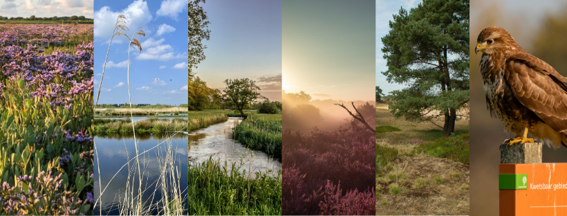 Uitgestrekte natuur met heide, riet, bomen, zonsopkomst en een roofvogel op een bordje.