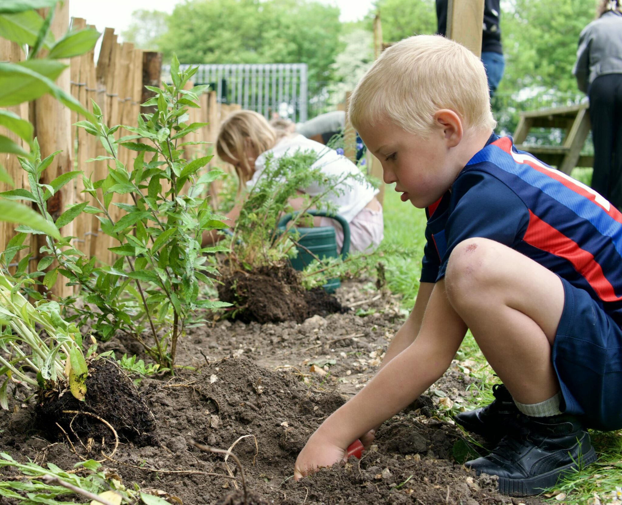 Een jongen plant zaailingen in een tuin naast een houten hek.