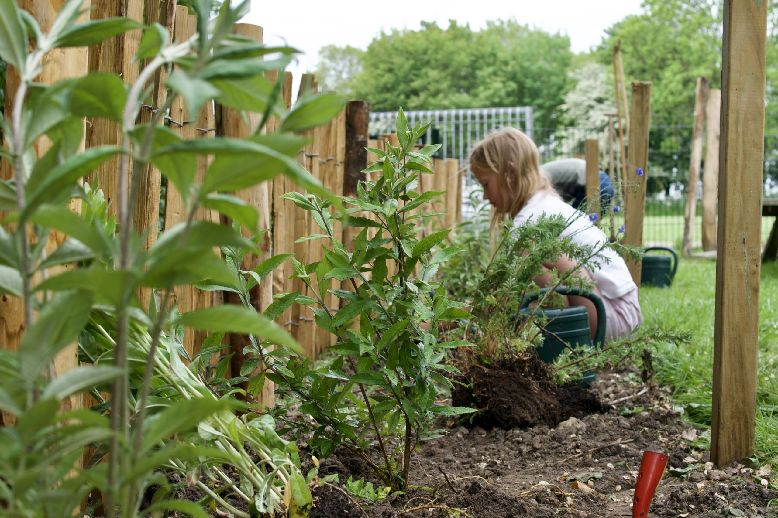 Kind plant struiken langs een houten hek, met een groene achtergrond.