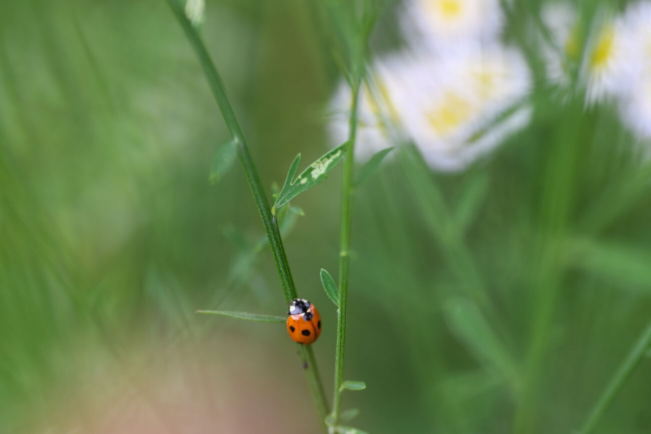 Lieveheersbeestje op groene stengel met witte bloemen vaag op de achtergrond.
