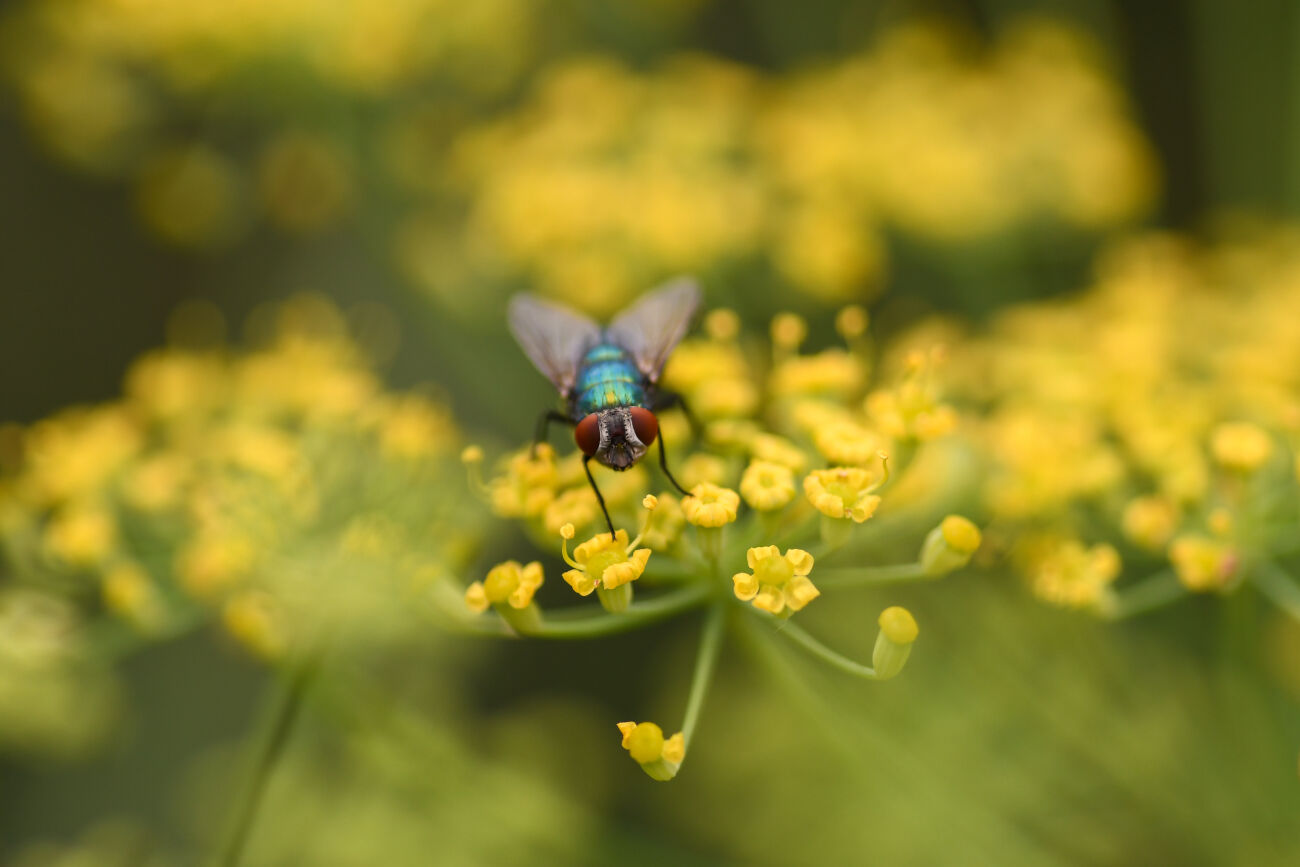 Een groene vlieg zit op gele bloemen met een wazige, groene achtergrond.