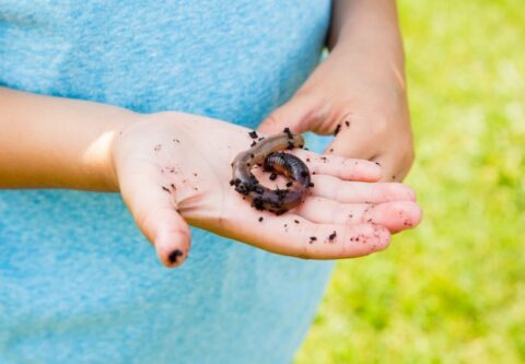Een hand houdt een regenworm met wat aarde vast, groene achtergrond.