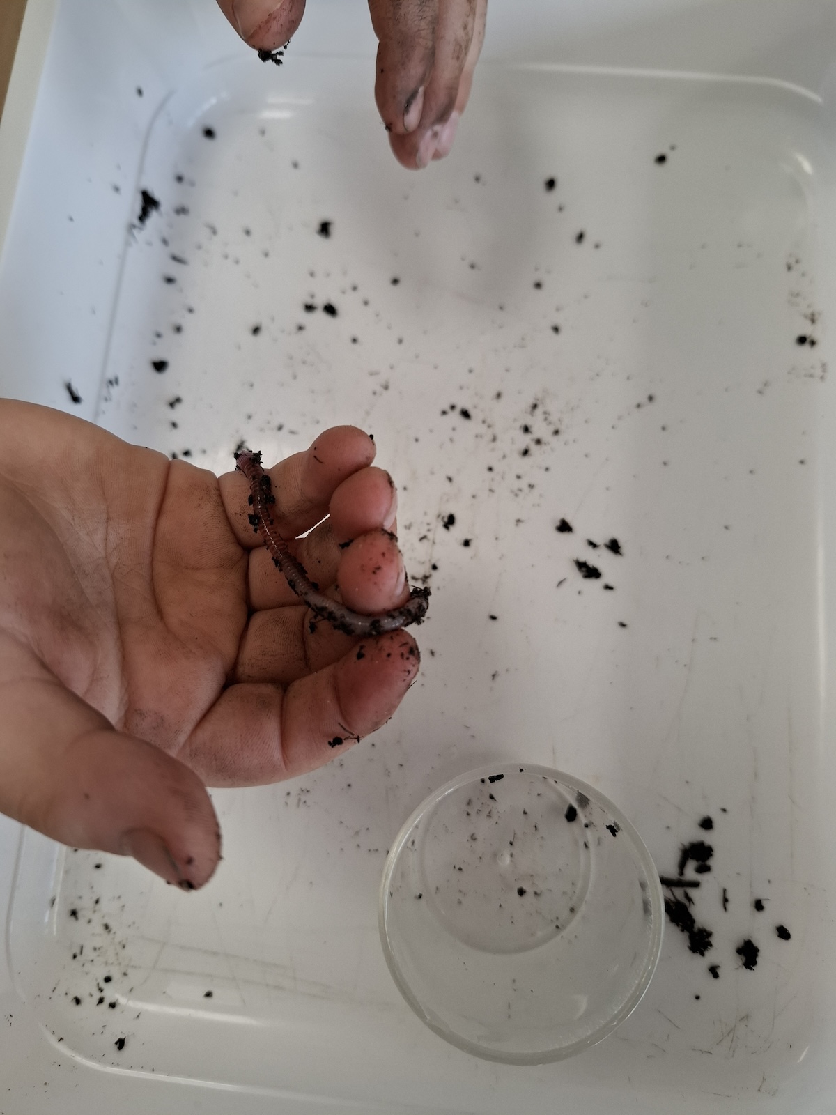 Een hand houdt een worm vast, omringd door aarde op een witte achtergrond.