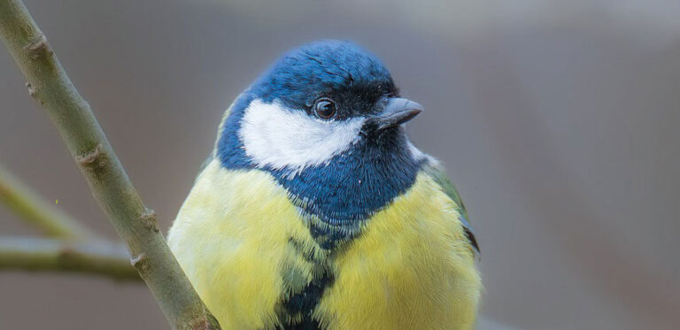 Koolmees op tak, met felgekleurd blauw, geel en wit verenkleed, tegen een wazige achtergrond.