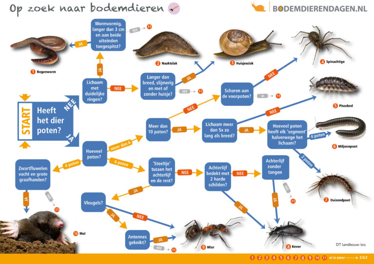 Flowchart om bodemdieren te identificeren, met afbeeldingen en vragen over lichaamskenmerken.