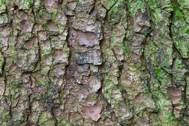 Close-up van boomschors met mos bedekt, toont textuur en natuurlijke patronen.