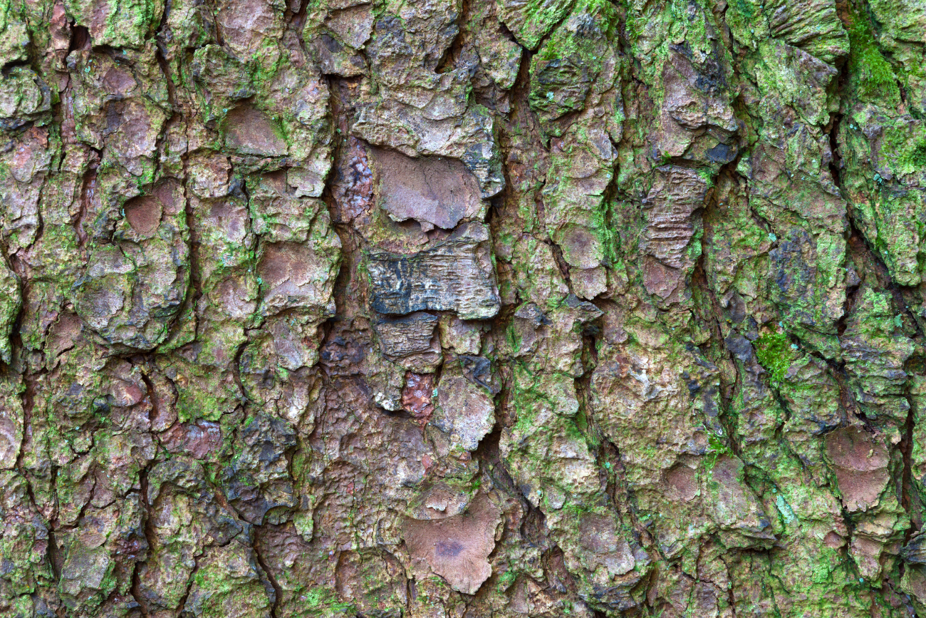 Close-up van boomschors met mos bedekt, toont textuur en natuurlijke patronen.