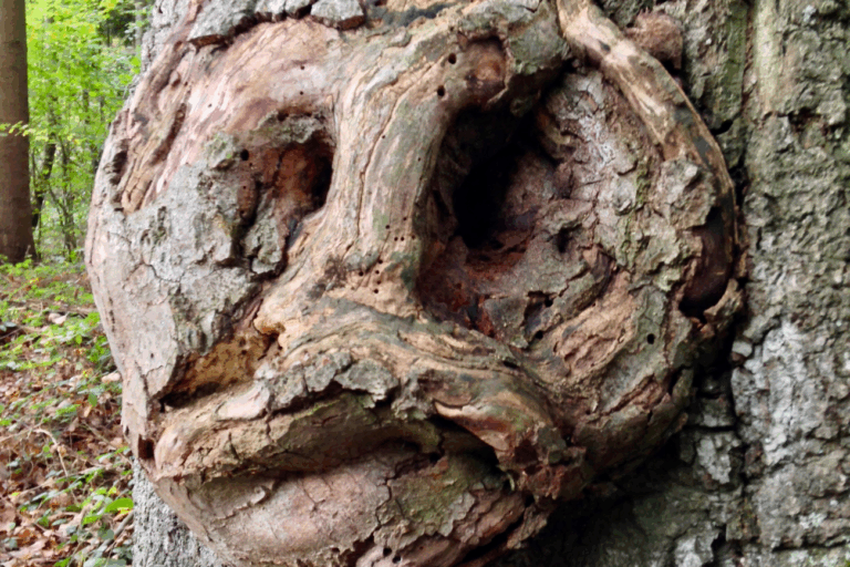 Boomschors knoest met gezichtsstructuur, in een groen bos.