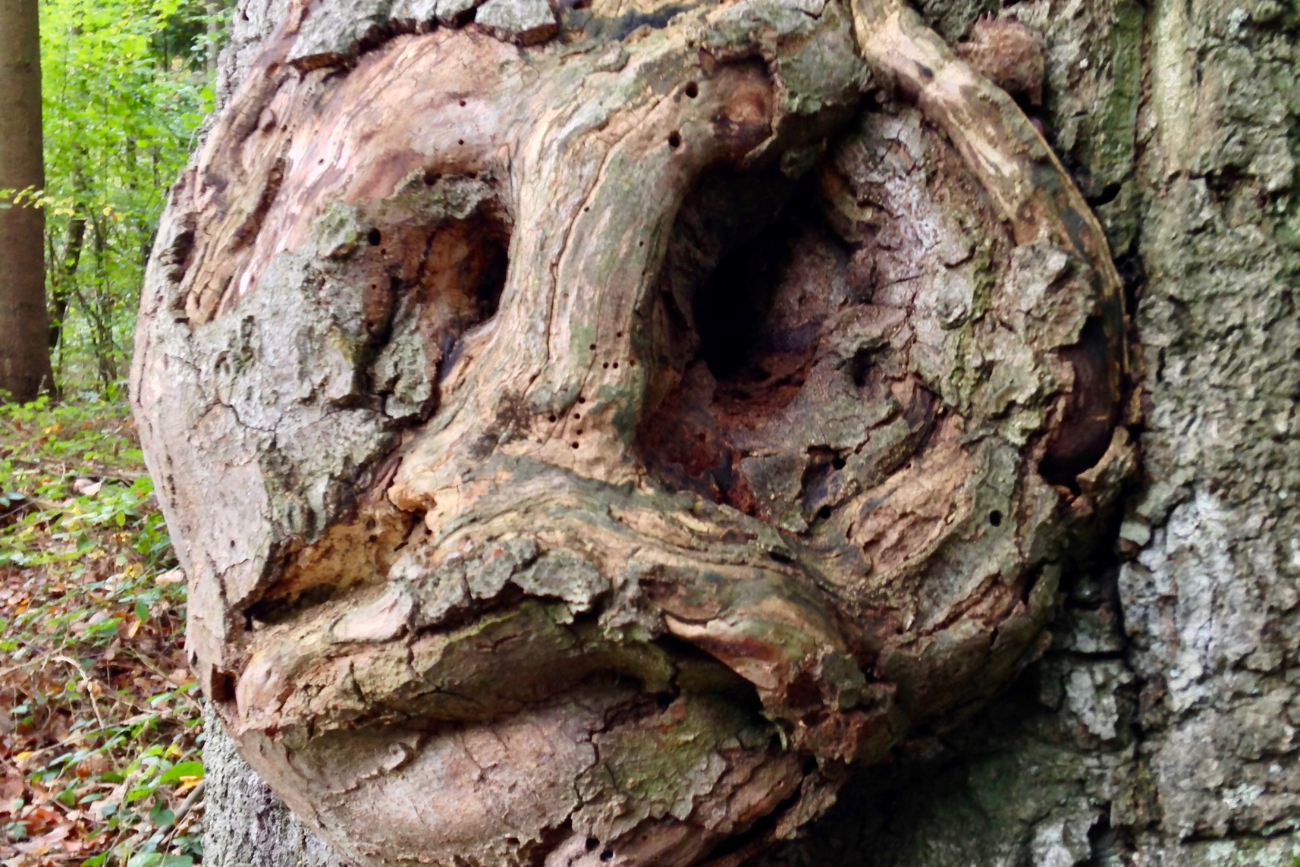 Boomschors knoest met gezichtsstructuur, in een groen bos.