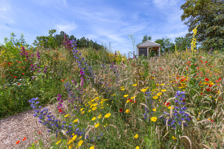 Bloemenweide met kleurrijke bloemen en een houten prieel onder een blauwe hemel.
