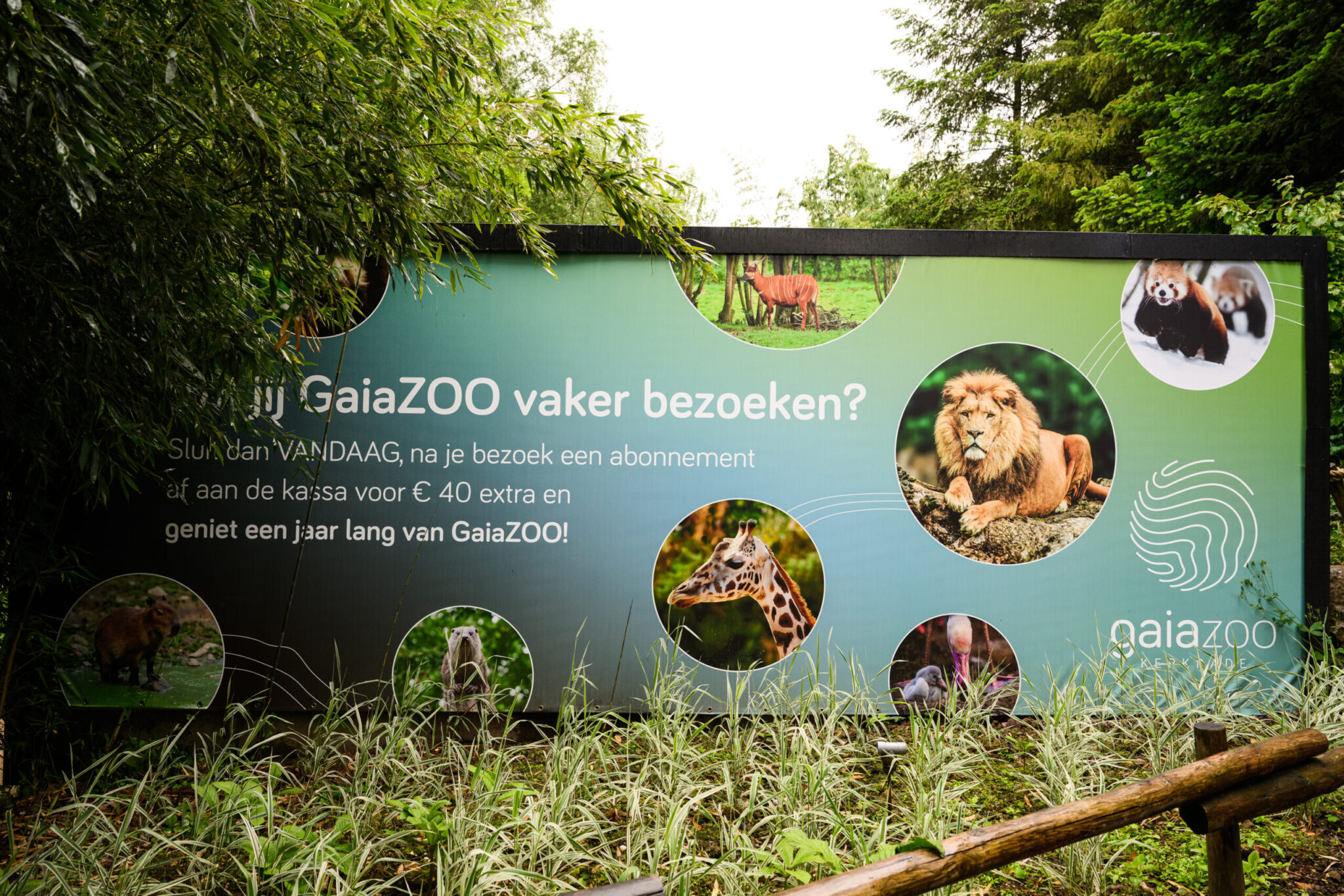 Reclamebord voor GaiaZOO met een leeuw, giraf en rode panda, onder een groen bladerdak.