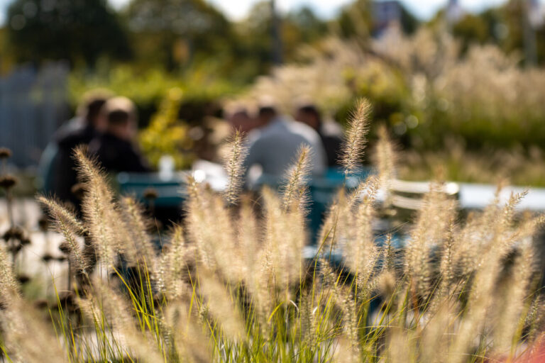 Voorgrond van wuivend gras met onscherpe mensen op blauwe stoelen op de achtergrond.