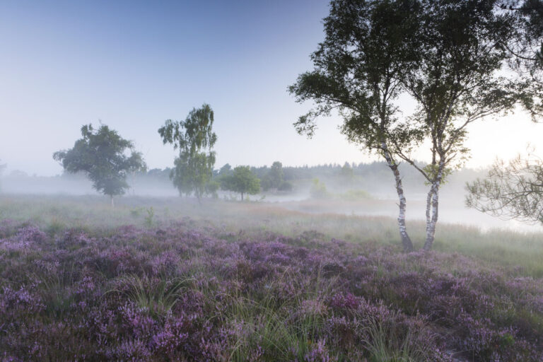 Mistige heide met paarse bloemen en berkenbomen bij zonsopgang.
