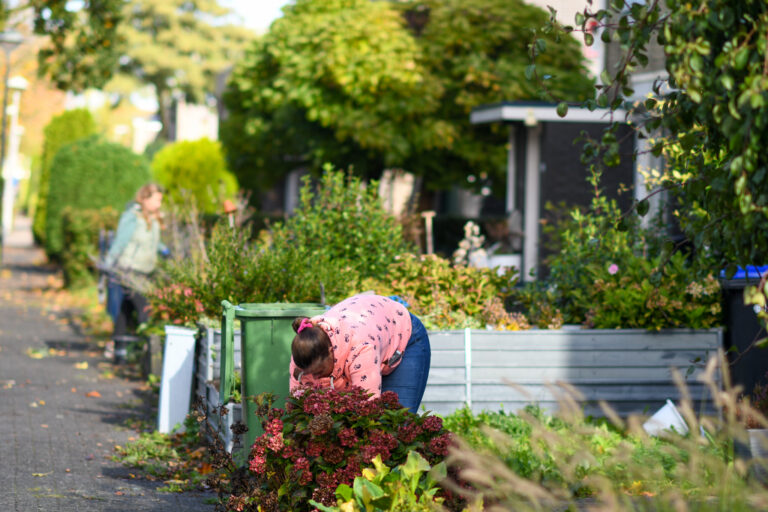 Vrouw tuiniert langs stoep, omringd door groene struiken en bloeiende planten.