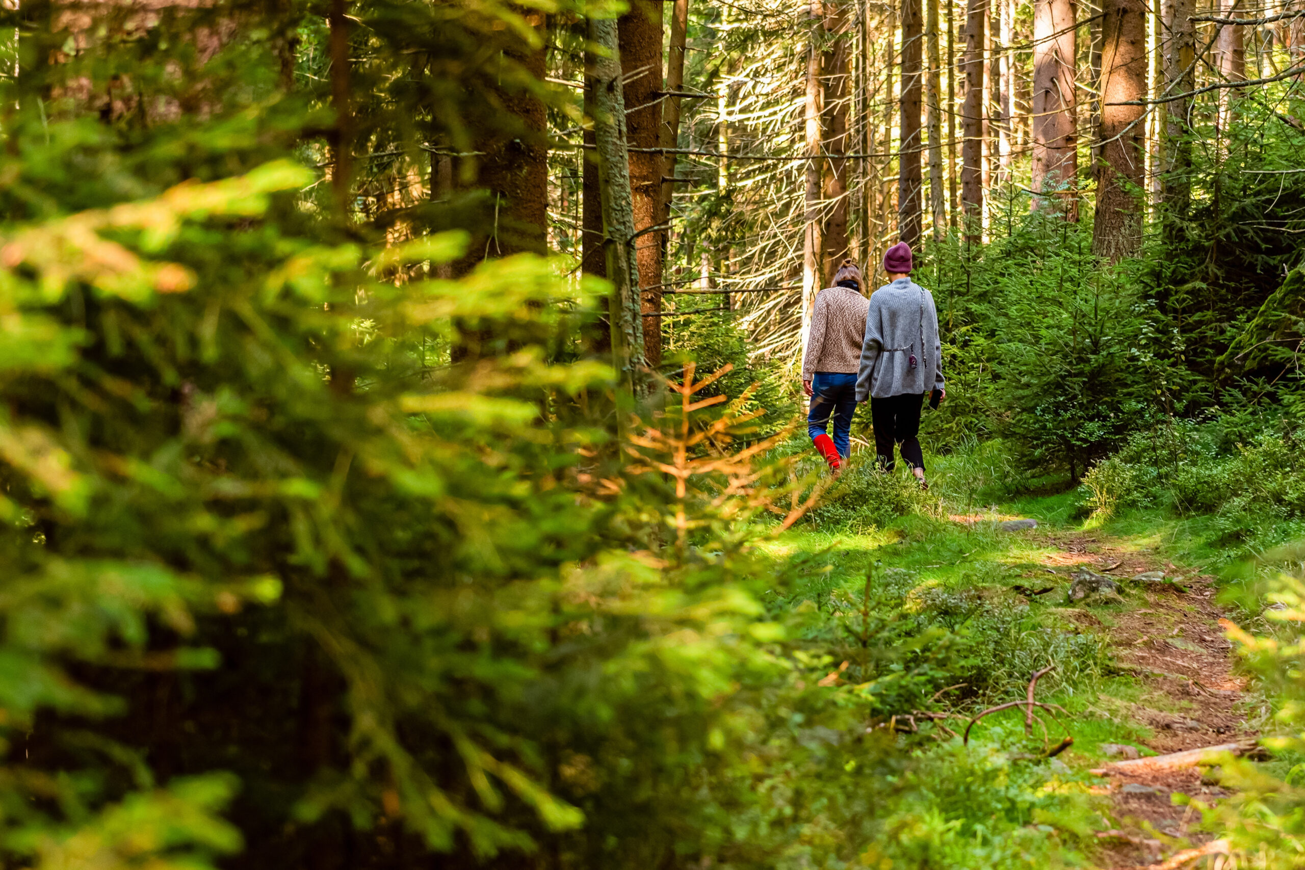 Twee mensen wandelen op een kronkelig pad door een dichtbegroeid bos.