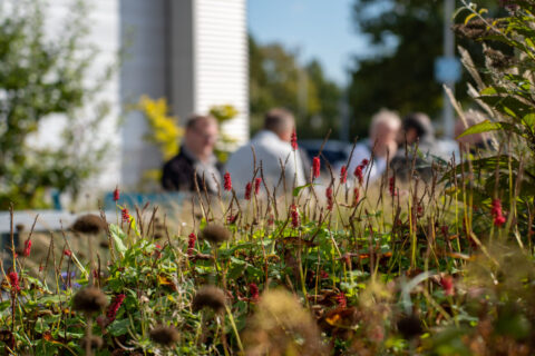 In de voorgrond rode bloemen, met op de achtergrond vage figuren in gesprek buiten.