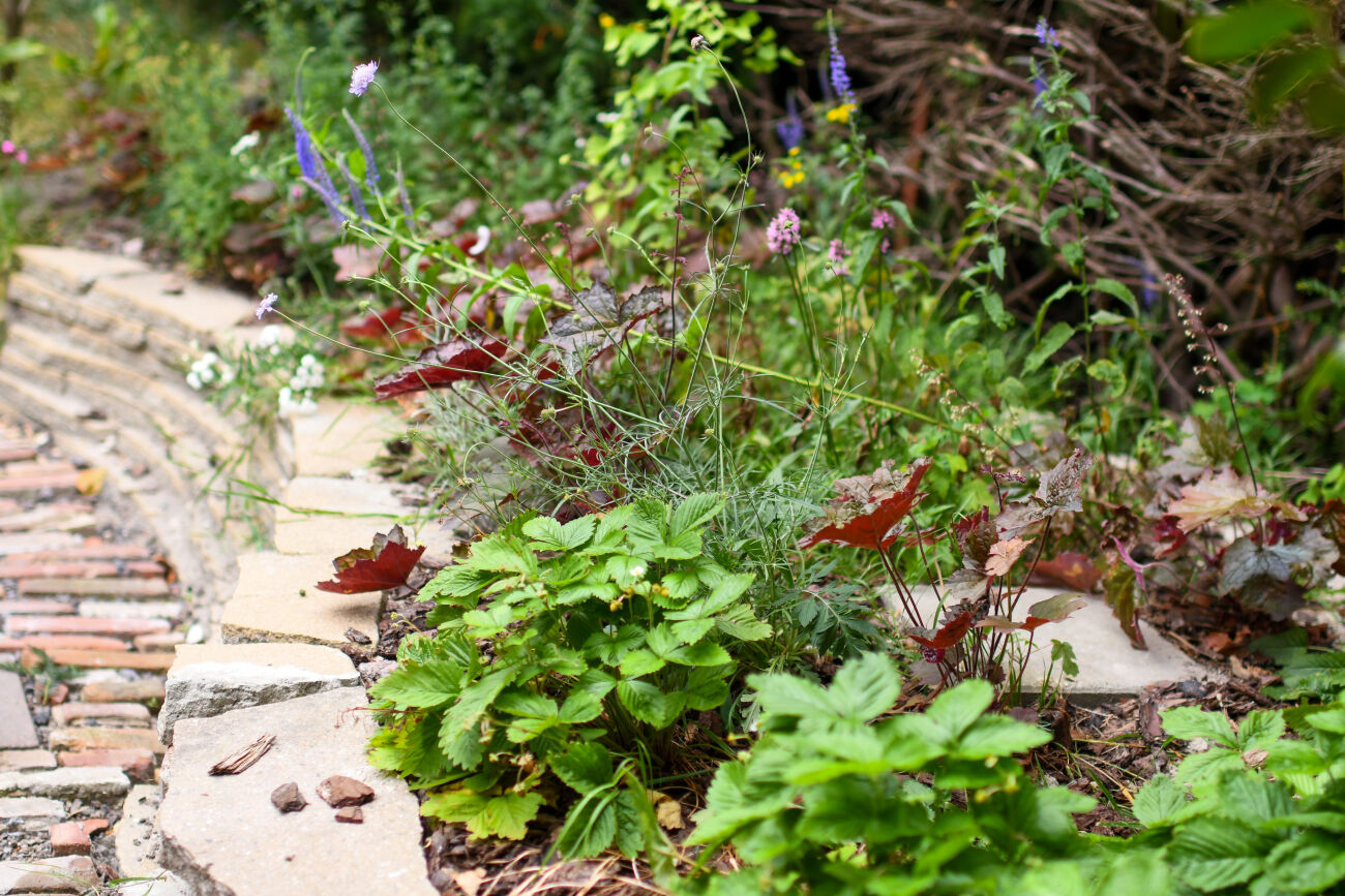 Tuinpad met stenen rand en bloeiende planten en kruiden ernaast.