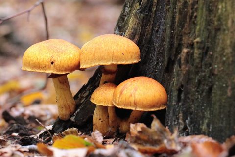 Paddenstoelen zoeken op landgoed Velhorst