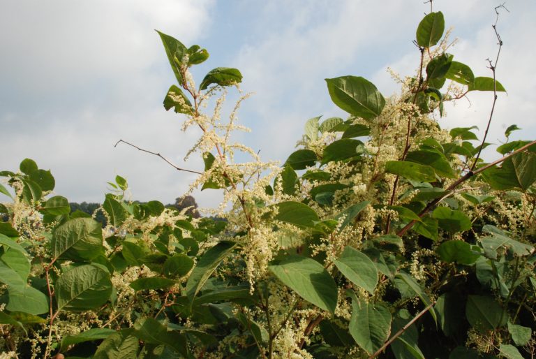 Japanse Duizendknoopbrigade op TV 1Vandaag