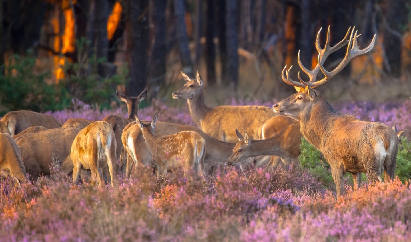 Kudde edelherten op paarse heide, met een groot gewei. Bos op de achtergrond.