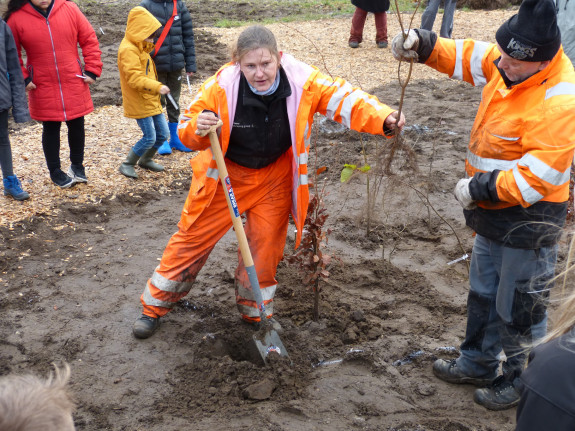 Twee hoveniers laten leerlingen zien hoe je een boompje plant. Er is een gat gegraven in zwarte aarde en ze houden een klein boompje met kale wortel vast. 