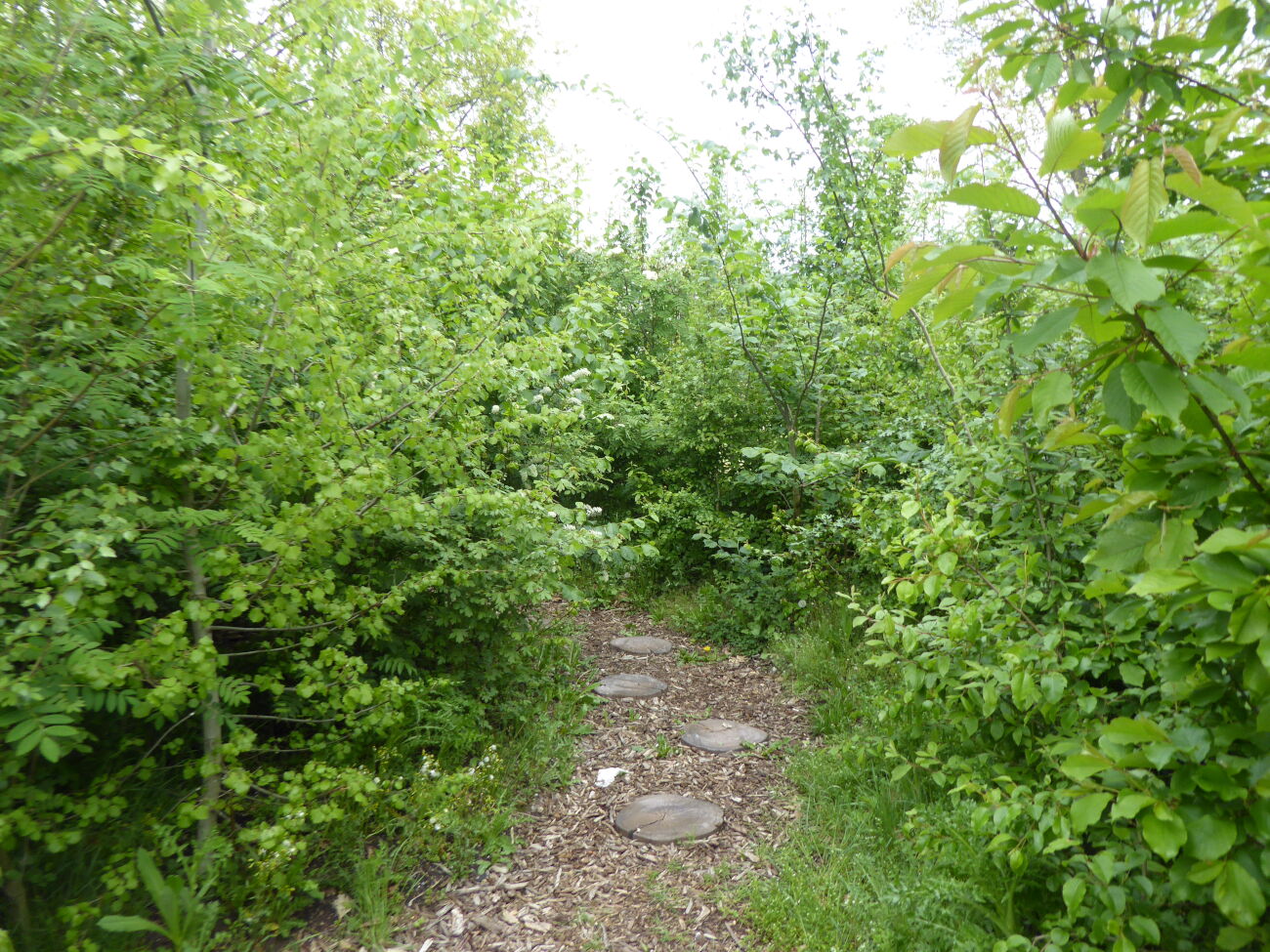 Een Tiny Forest in je achtertuin?